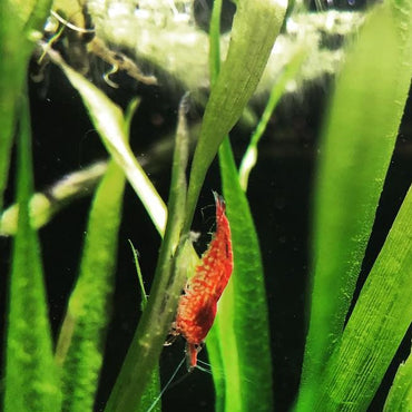 Freshwater Shrimp, Snails, & Crabs