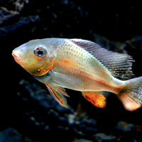 Freshwater Fish