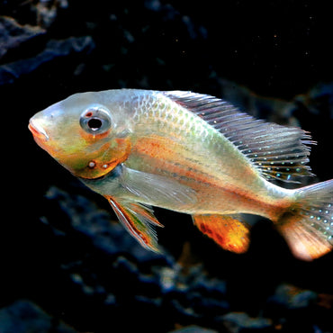 Freshwater Fish