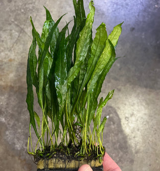 Java Fern Narrow Leaf