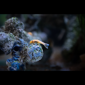 Blue Eye Lemon Bushynose L144a