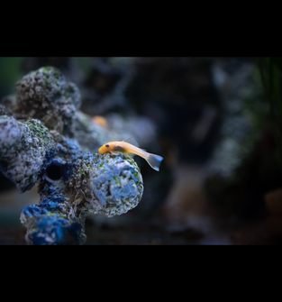 Blue Eye Lemon Bushynose L144a