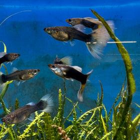 Half Black Yellow Guppy