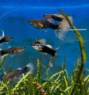 Half Black Yellow Guppy