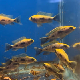 Yellow Blaze (Otopharynx Lithobates)