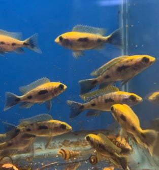 Yellow Blaze (Otopharynx Lithobates)