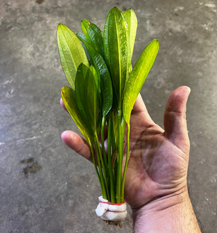 Echinodorus Ozelot