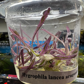 Hygrophila Lancea Araguaia Chai
