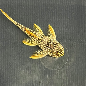 L14 Pleco (SUNSHINE SAO FELIX) 2”