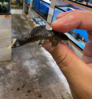 L81 Pleco (GOLD NUGGET FINE SPOT) 2”