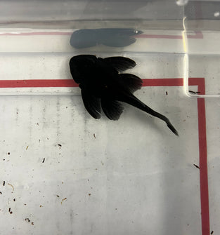 L239 Pleco (BLUE PANAQUE) 2.5-3.5"