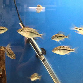 Red Empress Male 2”