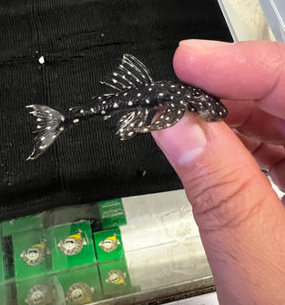 L235 Pleco (FLYER PLECO) 3.5”