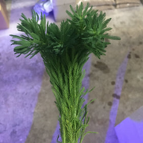 Parrot's Feather - Potted/Lead Bunch