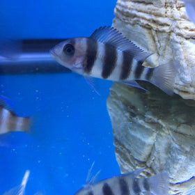 Blue Frontosa “Burundi”