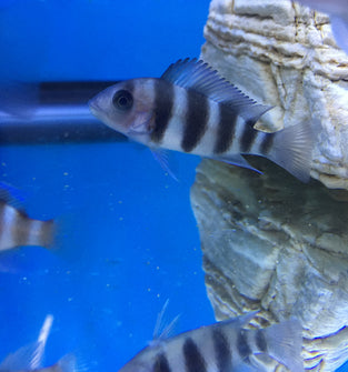 Blue Frontosa “Burundi”