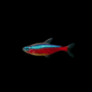 Cardinal Tetra