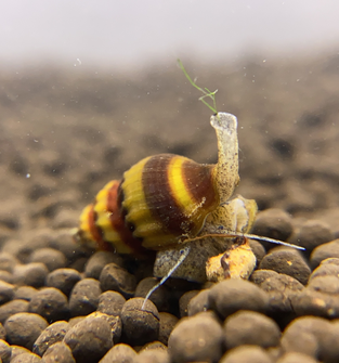 Assassin Snail