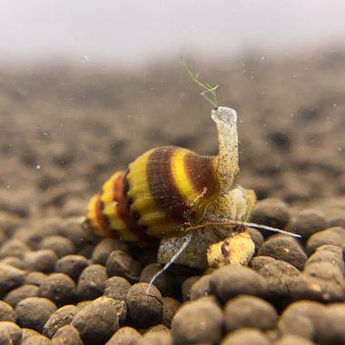 Assassin Snail
