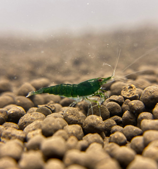 Green Jade Shrimp