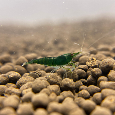Green Jade Shrimp