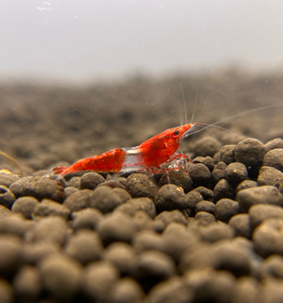 Red Rili Shrimp