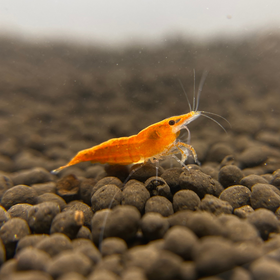 Orange Sunkist Shrimp