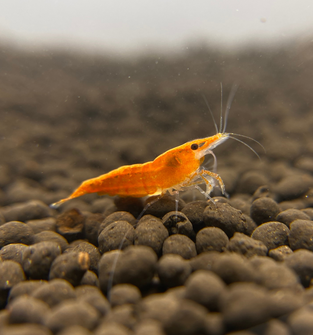 Orange Sunkist Shrimp