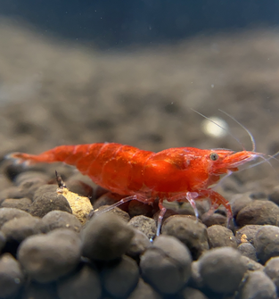 Cherry Shrimp