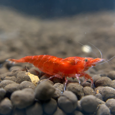 Cherry Shrimp