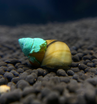 Japanese Trapdoor Snails