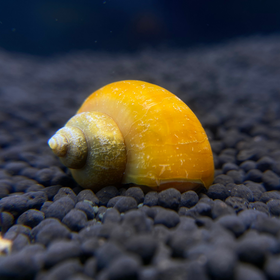 Gold Mystery Snail