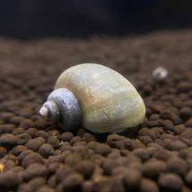 Blue Mystery Snail