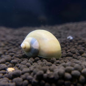 Ivory Mystery Snail