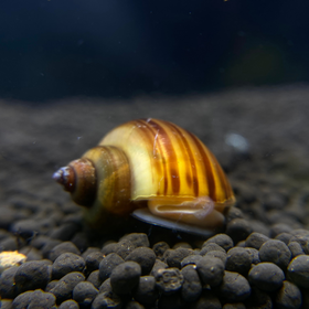 Magenta Mystery Snail