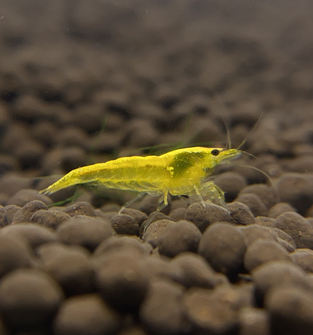 Yellow Goldenback Shrimp