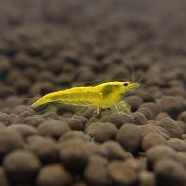 Yellow Goldenback Shrimp