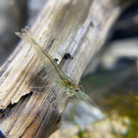 Amano Shrimp