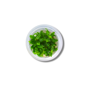 Staurogyne Repens - Tissue Culture