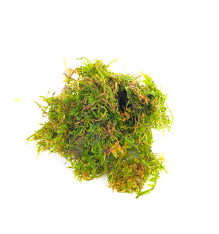 Christmas Moss
