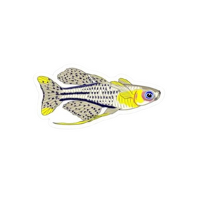 Blue Eye Rainbowfish Sticker