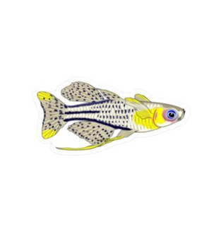 Blue Eye Rainbowfish Sticker