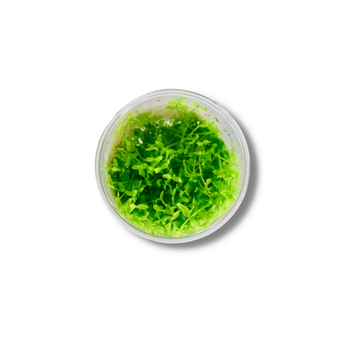 Monte Carlo - Tissue Culture