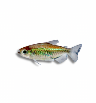 Congo Tetra
