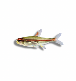 Glolite Tetra