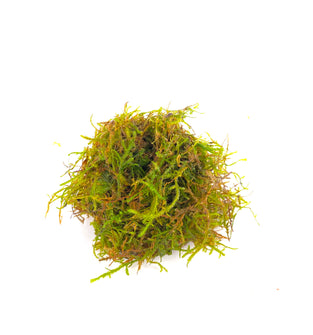 Java Moss