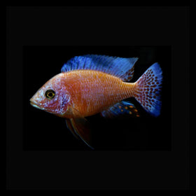 Dragon Blood Peacock