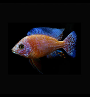 Dragon Blood Peacock