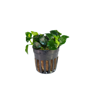 Anubias Barteri Petite Broad Leaf