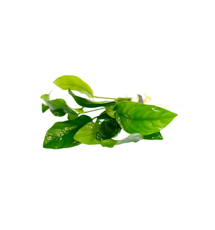 Assorted Anubias